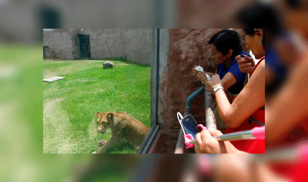 Extranjeros intentaron robar a los asistentes al felinario del Parque de las Leyendas. Foto: La República