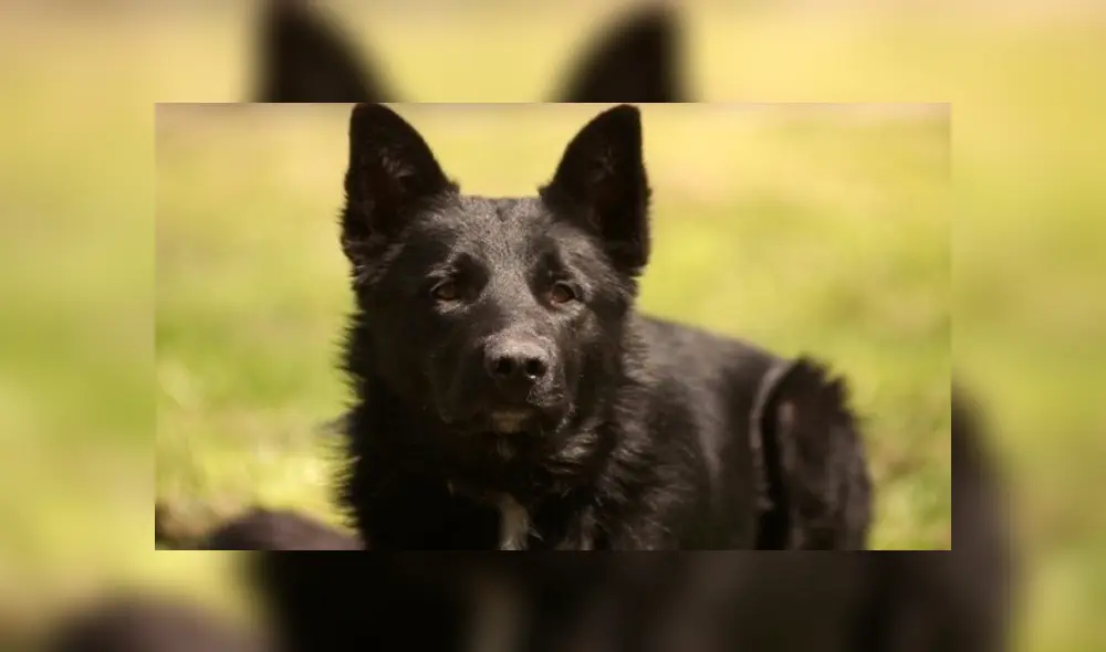 Facebook viral: niños sorprenden al pedirle a hombre permiso para que su perro pueda salir a jugar  [VIDEO]