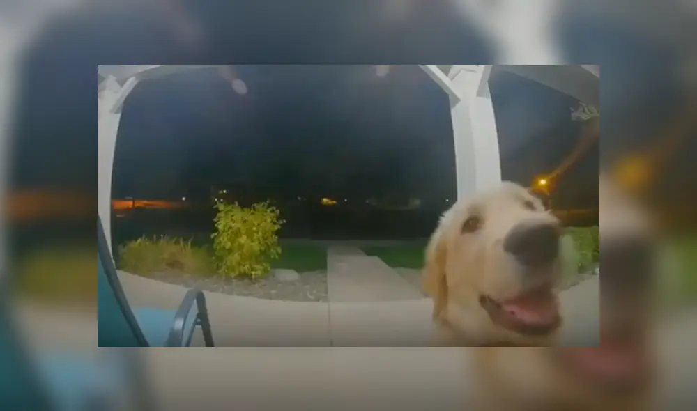 Desliza hacia la izquierda para ver las imágenes del perro que se hizo viral en Facebook. Desliza hacia la izquierda para ver las imágenes del perro que se hizo viral en Facebook.