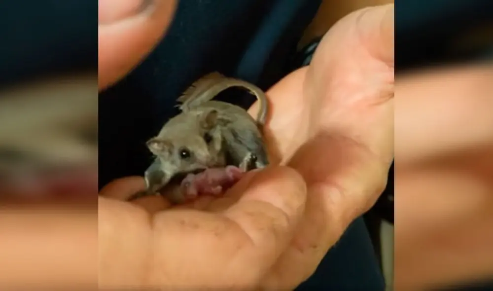 Desliza las imágenes para apreciar el momento en que una pósum pigmeo da luz a su cría en la mano de su rescatista. Foto: Captura de Facebook