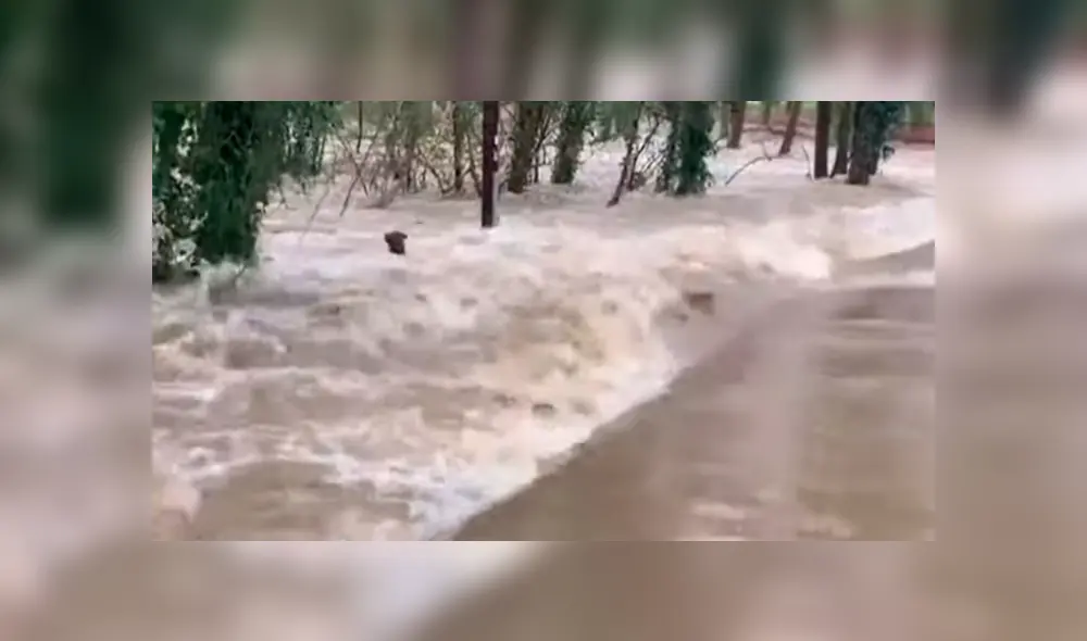Indignación por imágenes de hombre lanzando a un perro al caudaloso río Ter [VIDEO]