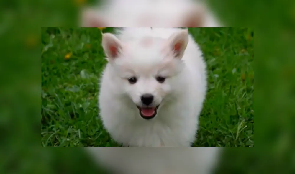 YouTube viral: pensó que su pequeña mascota era un perro, al conocer la verdad queda aterrada [VIDEO]