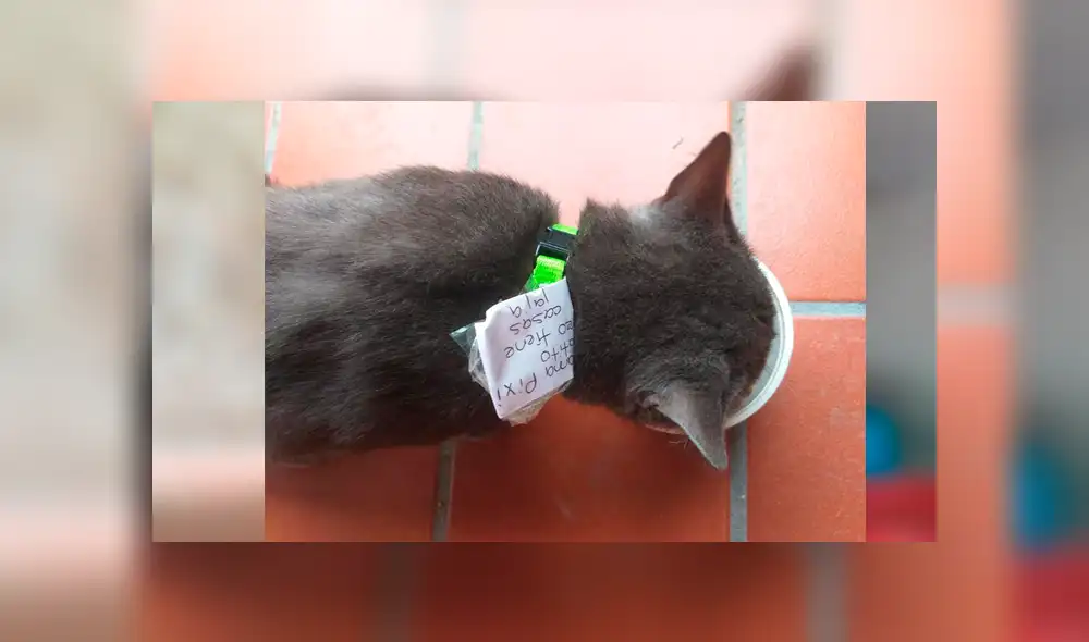El felino levantó las sospechas de sus dueños cuando empezó a huir de su casa cada cierto tiempo. La peculiar historia se hizo viral en Facebook