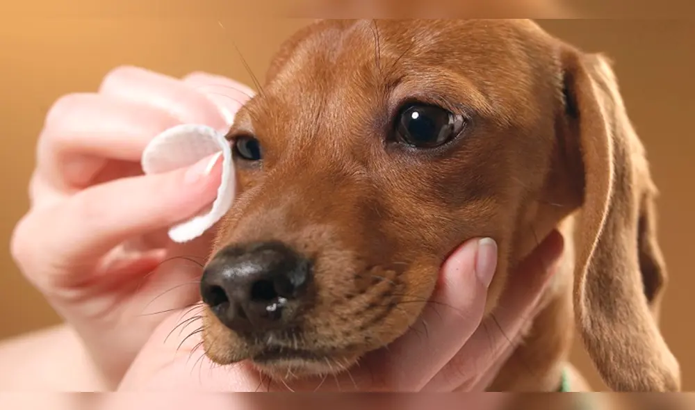 ¿Cómo saber si mi perro sufre de Cataratas?