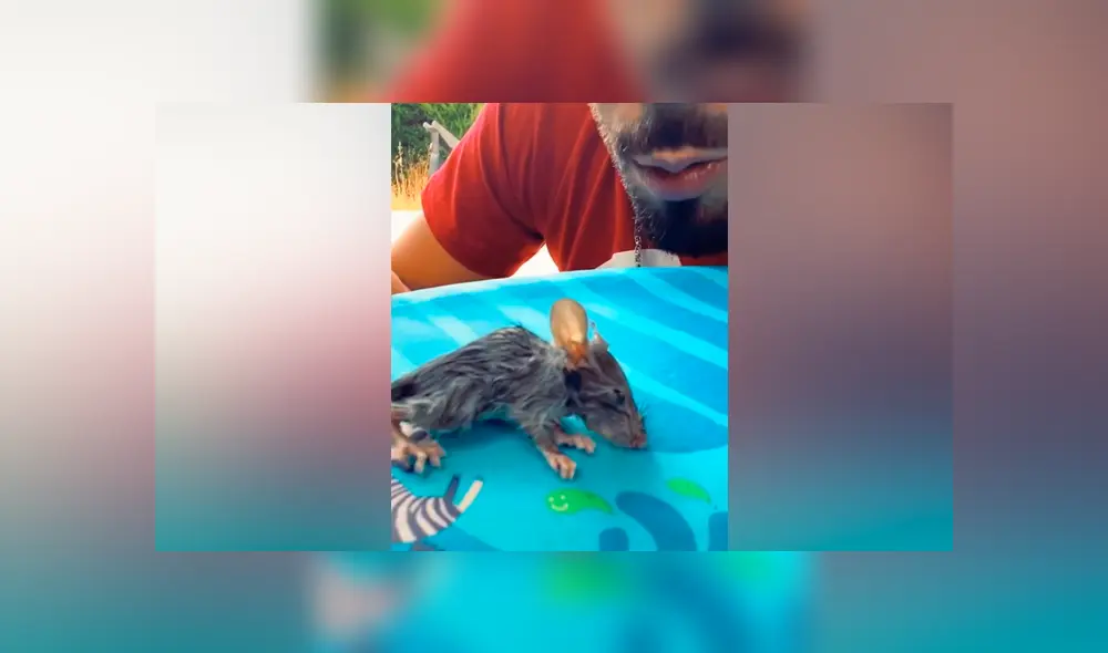 Desliza las imágenes para ver el dramático rescate que hizo un joven a un ratón que se estaba ahogando en una piscina. Foto: Mag Demon/TikTok Desliza las imágenes para ver el dramático rescate que hizo un joven a un ratón que se estaba ahogando en una piscina. Foto: Mag Demon/TikTok