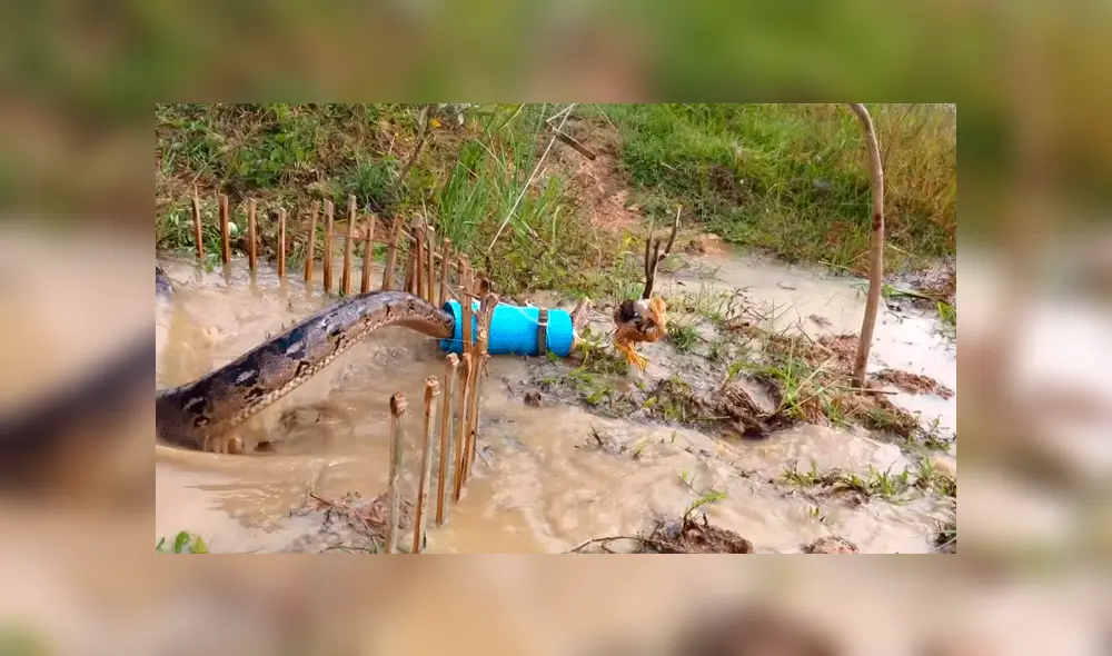 Facebook: Granjero detuvo a anaconda que se iba a devorar un pollo con increíble truco