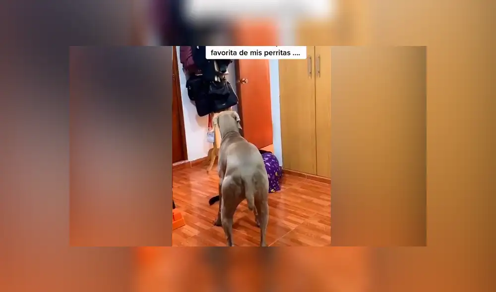 Desliza las imágenes para ver la curiosa conducta que tuvieron los canes al escuchar sus ‘palabras favoritas’. Fotocapturas: Magali Quintana/TikTok