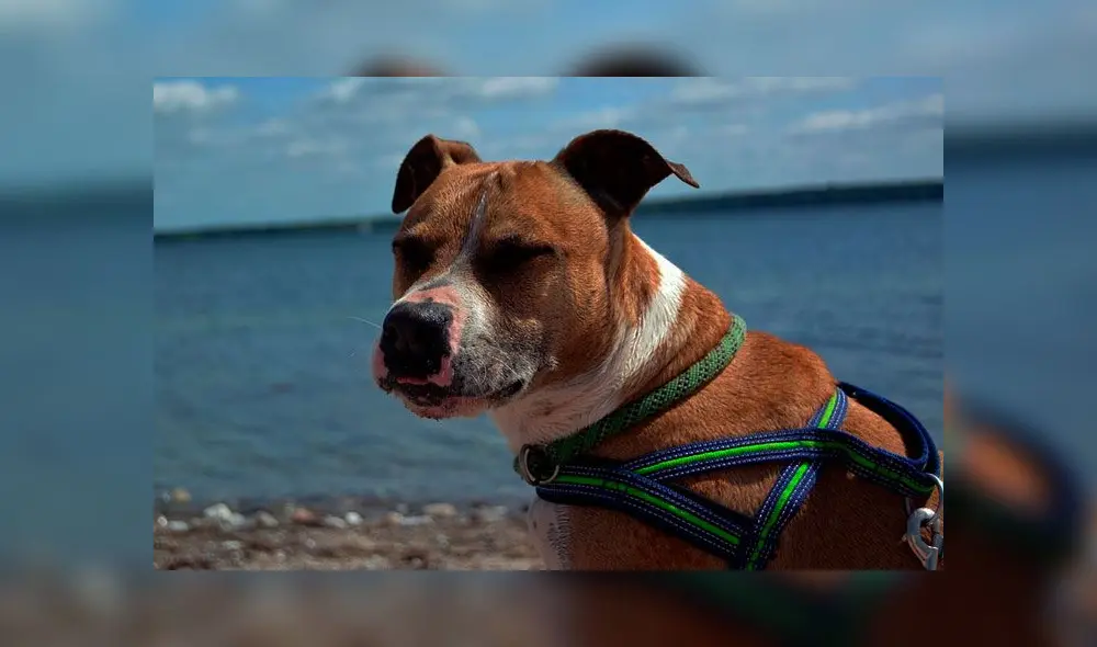 Perro pitbull mata a bebé recién nacido después que su hermano detuviera una pelea con otro can [VIDEO]