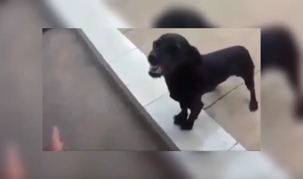 Facebook viral: creyó que perro estaba ‘poseído’ e intentó ‘exorcizarlo’, sin saber que reaccionaría así [VIDEO]
