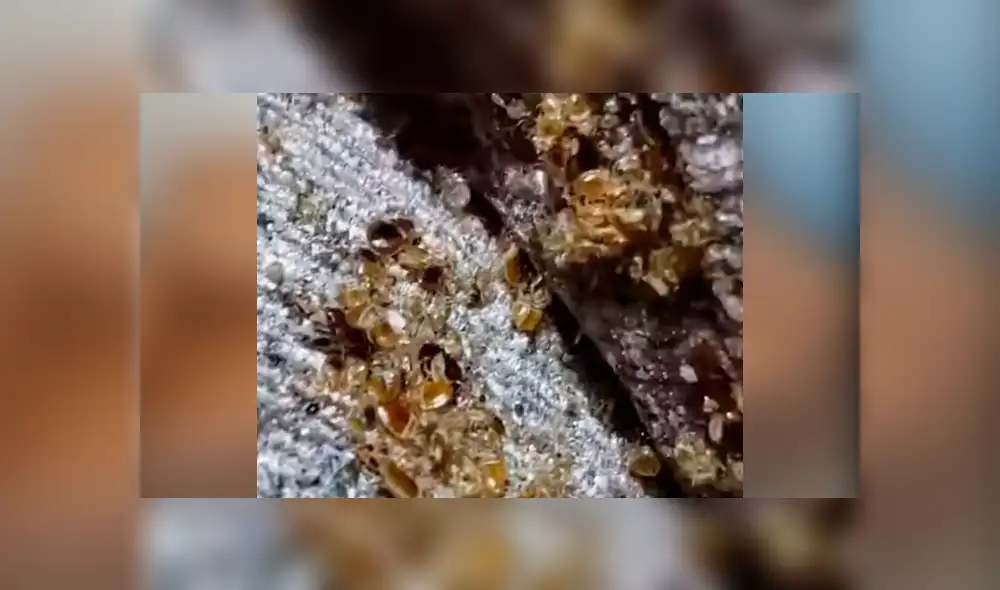 Joven compra por subasta un sofá, lo revisa y descubre a miles de insectos bebés. Joven compra por subasta un sofá, lo revisa y descubre a miles de insectos bebés.