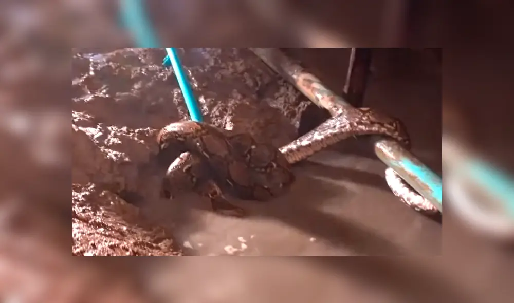 Señor se mete a alcantarilla y encuentra un peligroso animal que se retuerce en tubería [VIDEO] 