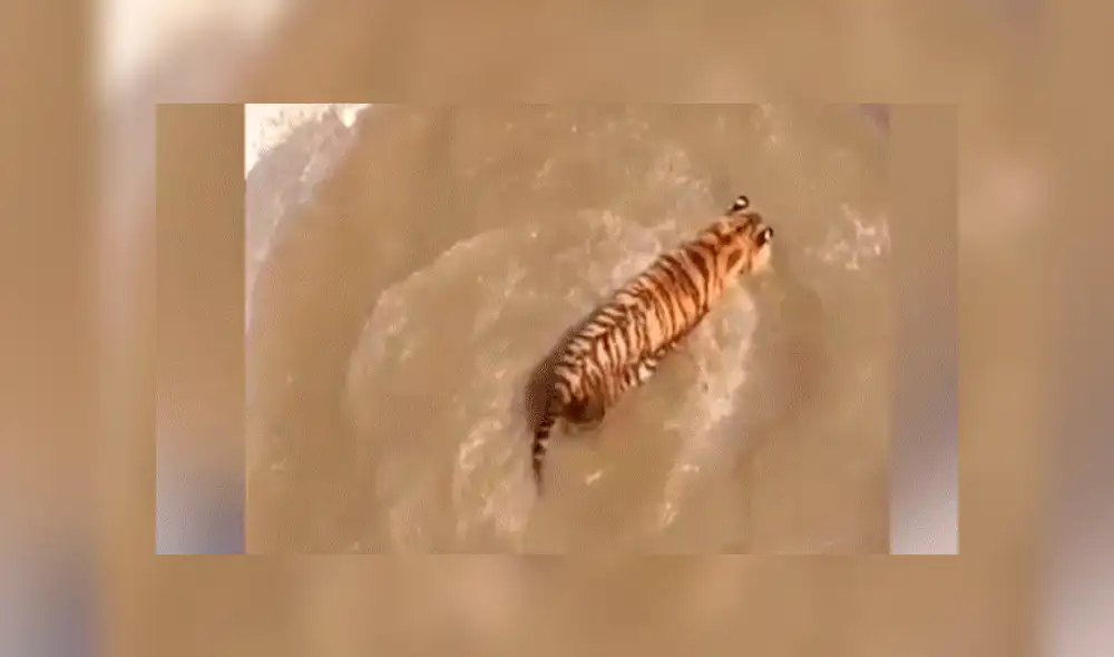 Facebook viral: Patos se burlan cruelmente de un feroz tigre, que entró a su hogar para devorarlos [VIDEO] 