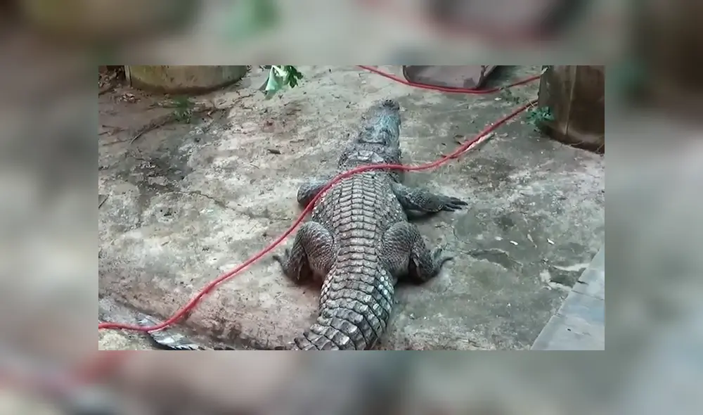 Un video viral de YouTube muestra la captura de un gigantesco cocodrilo en Tailandia. Un video viral de YouTube muestra la captura de un gigantesco cocodrilo en Tailandia.