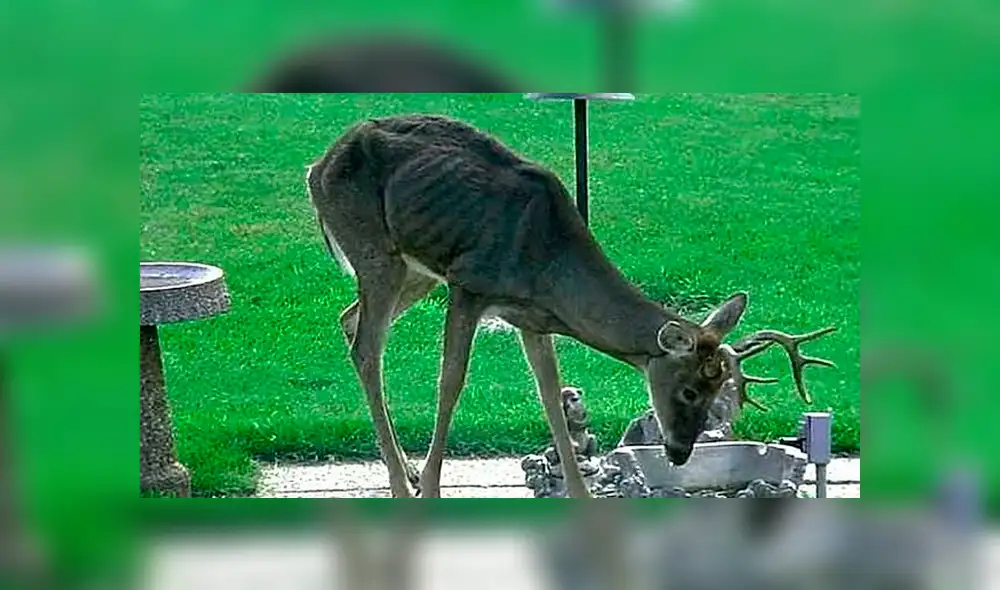 La "Enfermedad del venado zombie" amenaza con expandirse por todo Estados Unidos [VIDEO]