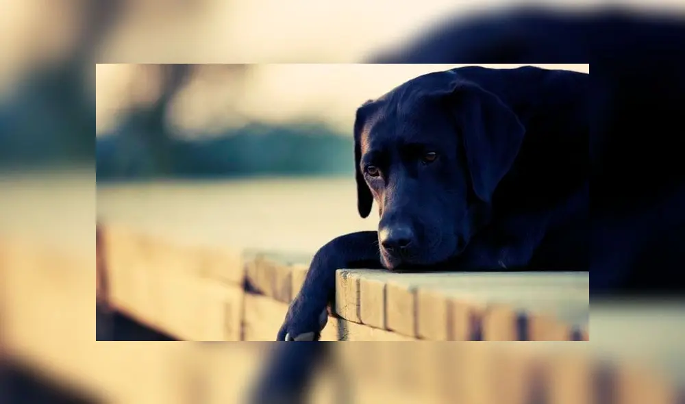 El animal fue encontrado ensangrentado en la casa de su dueño. El animal fue encontrado ensangrentado en la casa de su dueño.