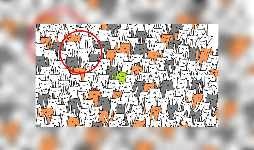 Facebook viral: halla al conejo escondido entre varios gatos, el reto visual que casi nadie puede superar Facebook viral: halla al conejo escondido entre varios gatos, el reto visual que casi nadie puede superar