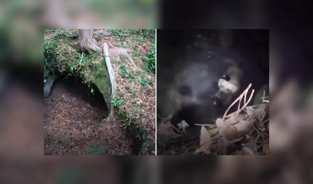 Una perrita fue encontrada atrapada en un cueva y un grupo de rescatistas le salvó la vida. Foto: Facebook.