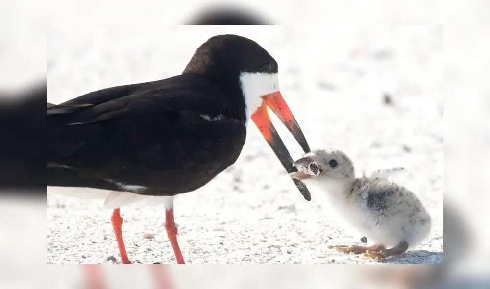 La Gaviota Pico de Tijera, también conocida como pájaro Skimmer o Rynchops niger, se encuentra en las regiones Neártica y Neotropical. La Gaviota Pico de Tijera, también conocida como pájaro Skimmer o Rynchops niger, se encuentra en las regiones Neártica y Neotropical.
