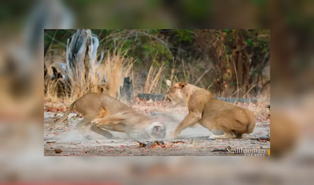 Desliza hacia la izquierda para ver el feroz enfrentamiento de las leonas. Imágenes virales de YouTube. Desliza hacia la izquierda para ver el feroz enfrentamiento de las leonas. Imágenes virales de YouTube.