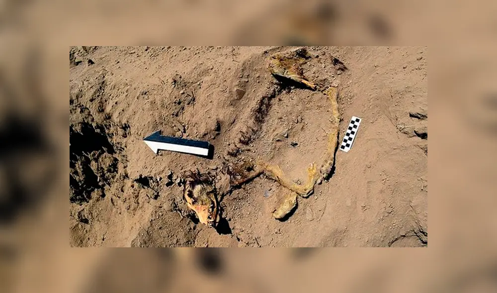 Perro de Sechín sorprende a investigadores por su buen estado de conservación. Foto: Facebook de Proyecto Arqueológico Sechín