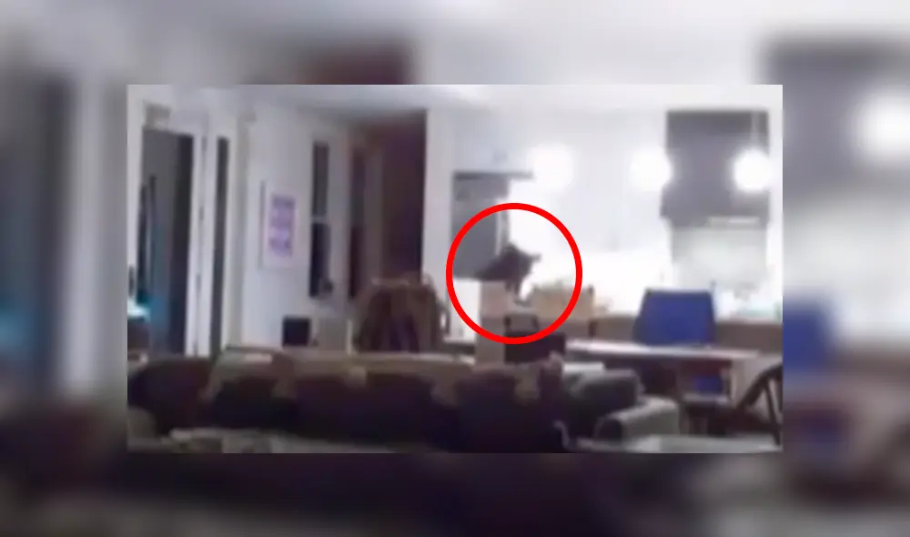 Mujer revisa cámaras de seguridad y descubre al 'intruso’ que le robaba su comida de madrugada.