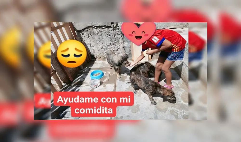 Más de 40 animales necesitan tu apoyo. /Créditos: Cortesía -Albergue Mascotas AlRescate Más de 40 animales necesitan tu apoyo. /Créditos: Cortesía -Albergue Mascotas AlRescate