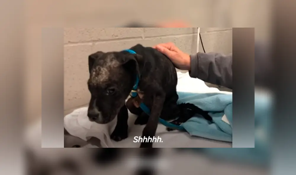 Desliza hacia la izquierda para ver el nuevo aspecto del perro callejero abandonado con sarna. Desliza hacia la izquierda para ver el nuevo aspecto del perro callejero abandonado con sarna.