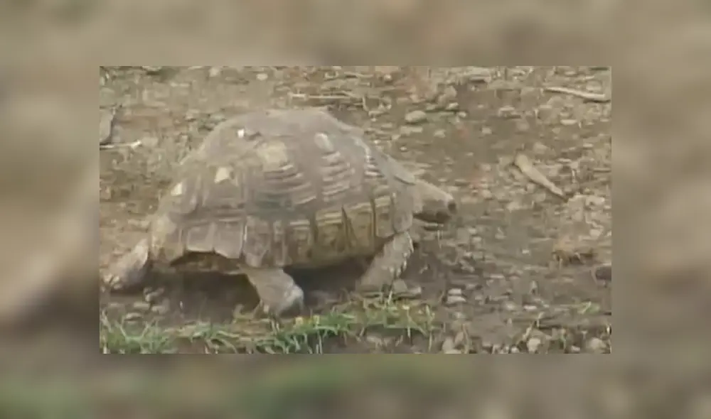 Un video viral de Facebook registró la brutal escena en que una tortuga se salvó de morir aplastada por una estampida de elefantes en la sabana africana.