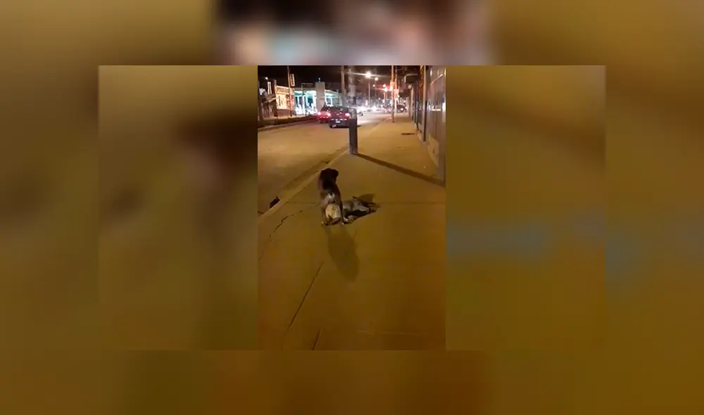 Facebook viral: perro intenta reanimar a su 'amigo' que murió atropellado en calle de Huancayo
