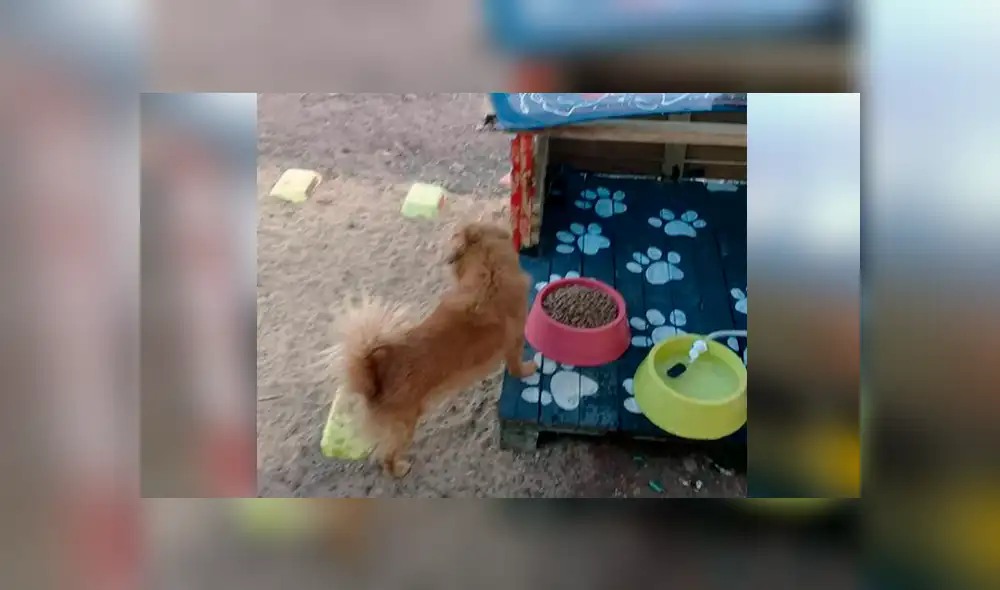 Vía Facebook: este es el primer 'restautant canino' para que Firulais tenga una cita romántica [FOTOS]