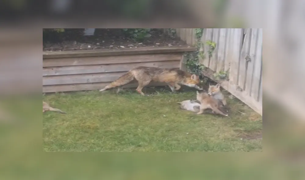 Desliza para ver los detalles del video viral publicado en YouTube. Foto: Captura. Desliza para ver los detalles del video viral publicado en YouTube. Foto: Captura.