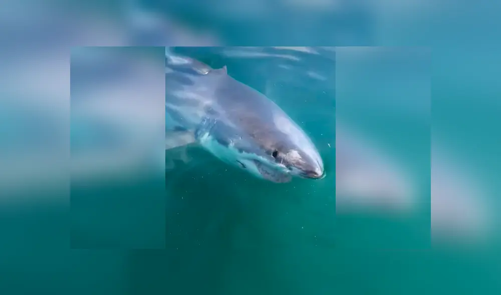 Si quieres ver lo que ocurrió en el video viral de Facebook, desliza cada imagen hacia la izquierda. Si quieres ver lo que ocurrió en el video viral de Facebook, desliza cada imagen hacia la izquierda.