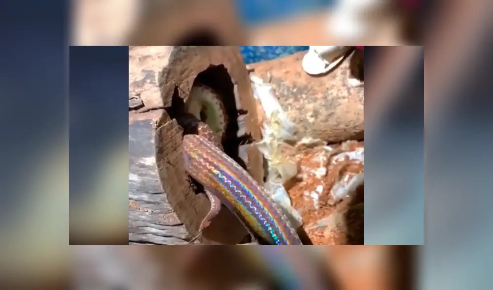 Graban el momento exacto en que dos serpientes tienen brutal enfrentamiento. Graban el momento exacto en que dos serpientes tienen brutal enfrentamiento.