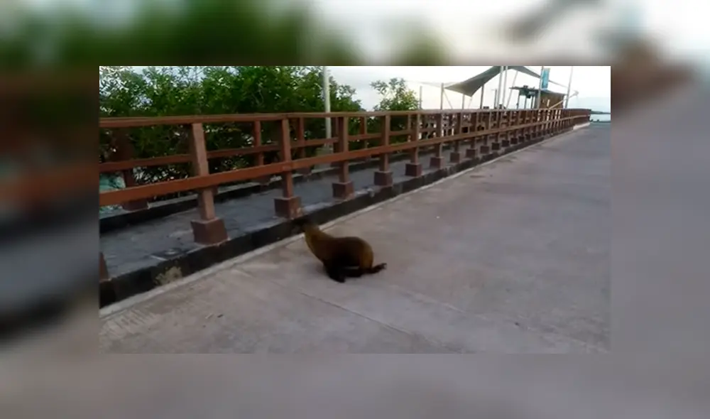 El inteligente lobo marino miró a ambos lados para observar que no hubieran automóviles El inteligente lobo marino miró a ambos lados para observar que no hubieran automóviles