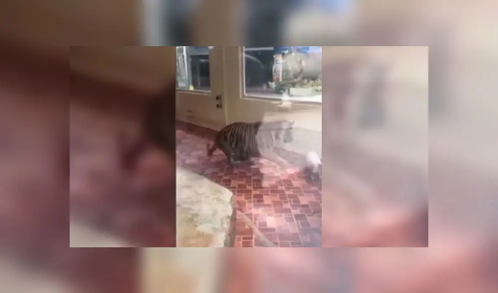 Critican a zoológico por poner a dos cerdos y un tigre juntos en una jaula [VIDEO] 