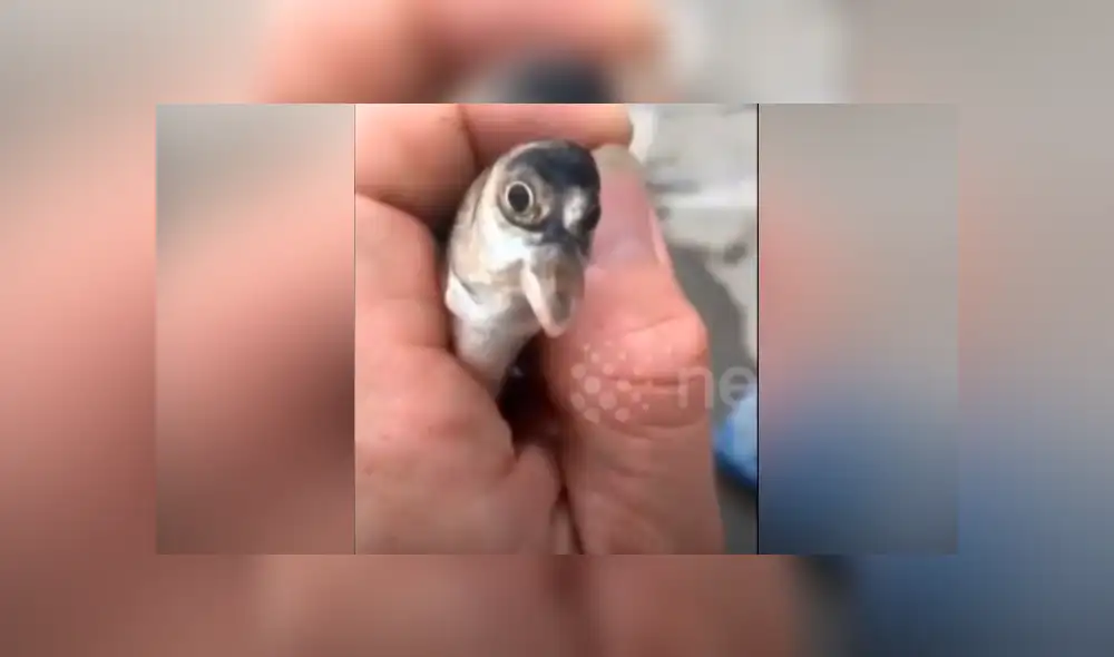 Desliza hacia la izquierda para ver el misterioso aspecto del pez que sufrió una extraña mutación en su cabeza y se ha vuelto viral en Facebook y otras redes sociales.