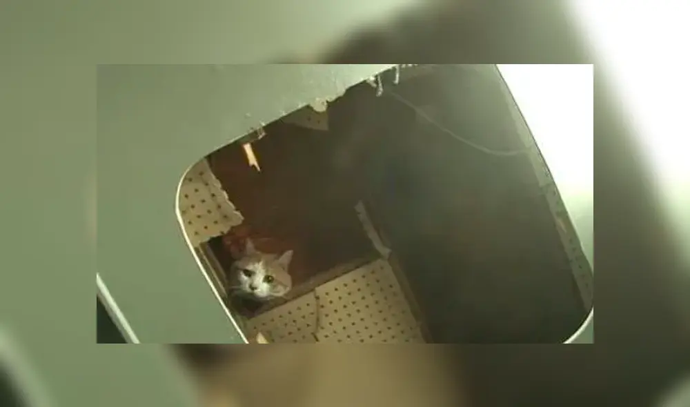Rescatan a una gata que estuvo atrapada detrás de una pared durante dos años [VIDEO]