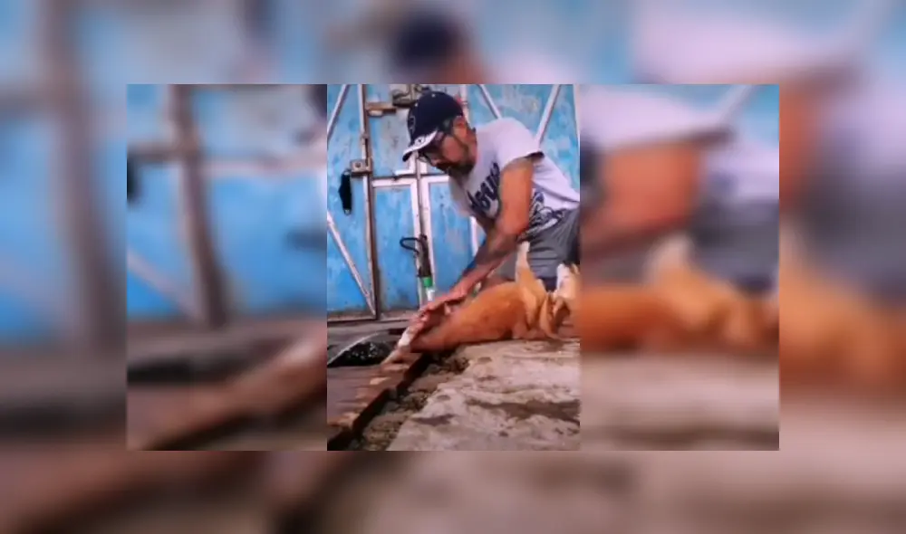 Desliza las imágenes hacia la izquierda para conocer la noble labor de un hombre al ayudar a su perro. Fotocaptura: Facebook.