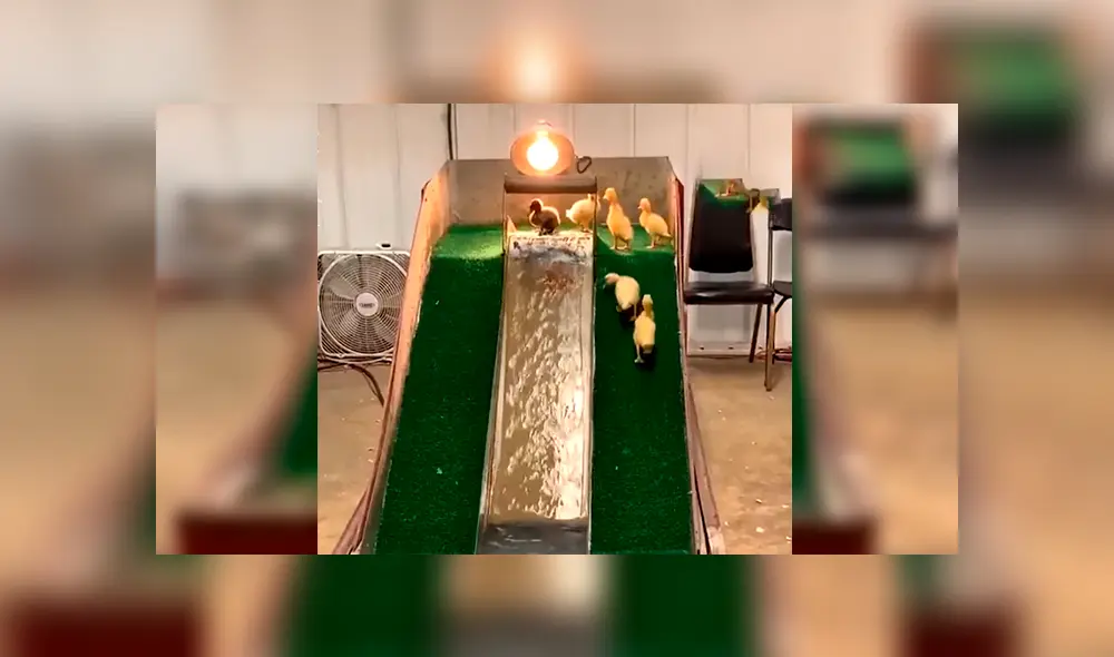 En Facebook, un joven fabricó un parque de diversiones acuático para que sus patos puedan nadar.