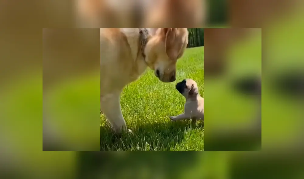 Desliza las imágenes para apreciar el tierno comportamiento de un perro al conocer por primera vez a su ‘compañero’. Foto: Captura.