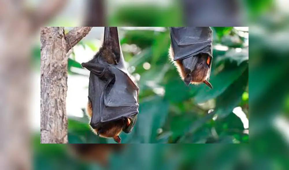 "No podemos abrir las ventanas porque podrían entrar por ahí", señala una de las vecinas. (Foto: referencial)