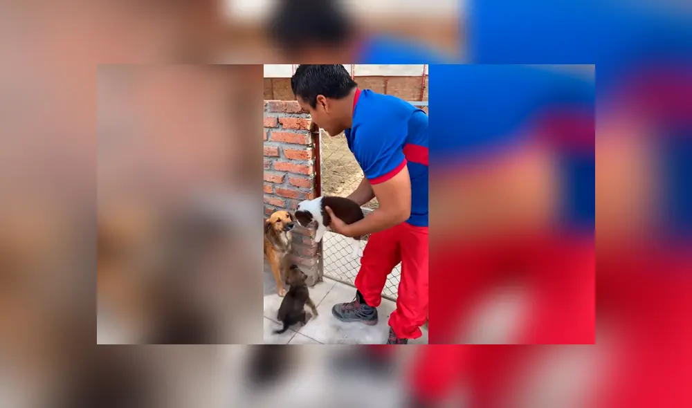 Desliza las imágenes para observar el conmovedor comportamiento de unos perros bebés al ver a su ‘madre’. Foto: Jefferson Rescata.