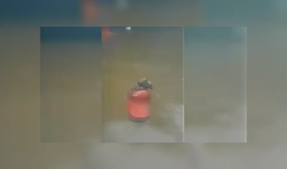 Video es viral en Facebook. La astuta táctica que usa el roedor para evitar su muerte ha sorprendido a más de uno en las redes