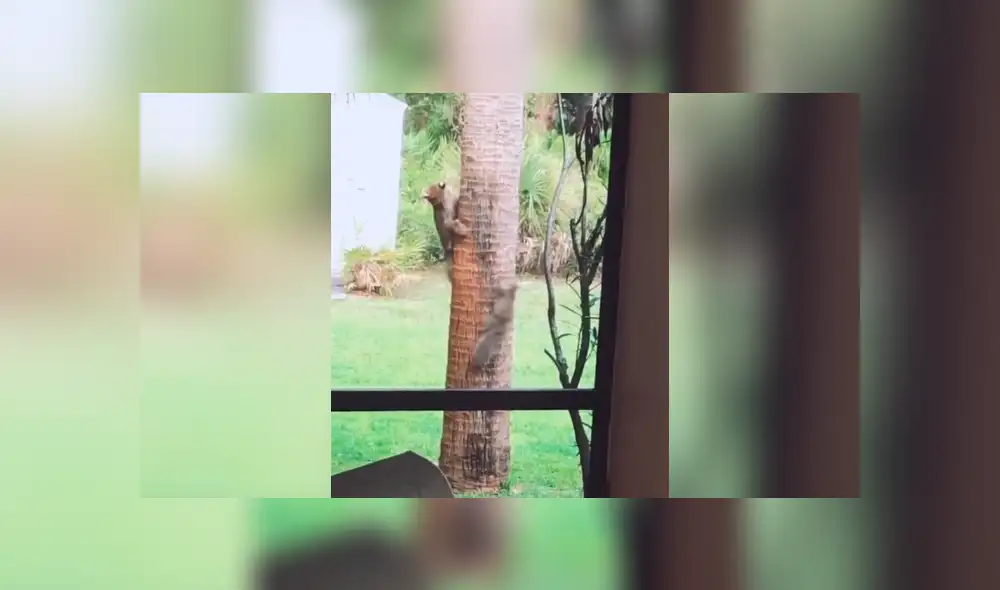 Desliza la imagen para ver el impactante momento. Foto: erock89/TikTok