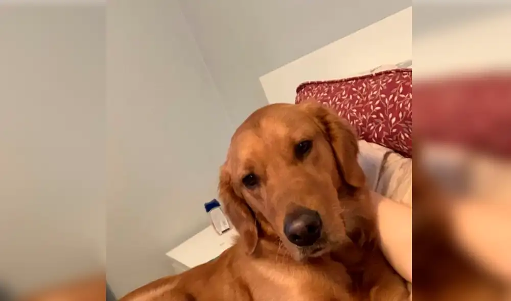 Desliza las imágenes hacia la izquierda para conocer a Louie, el perro que pasó tres días perdido en la nieve. Foto: Facebook