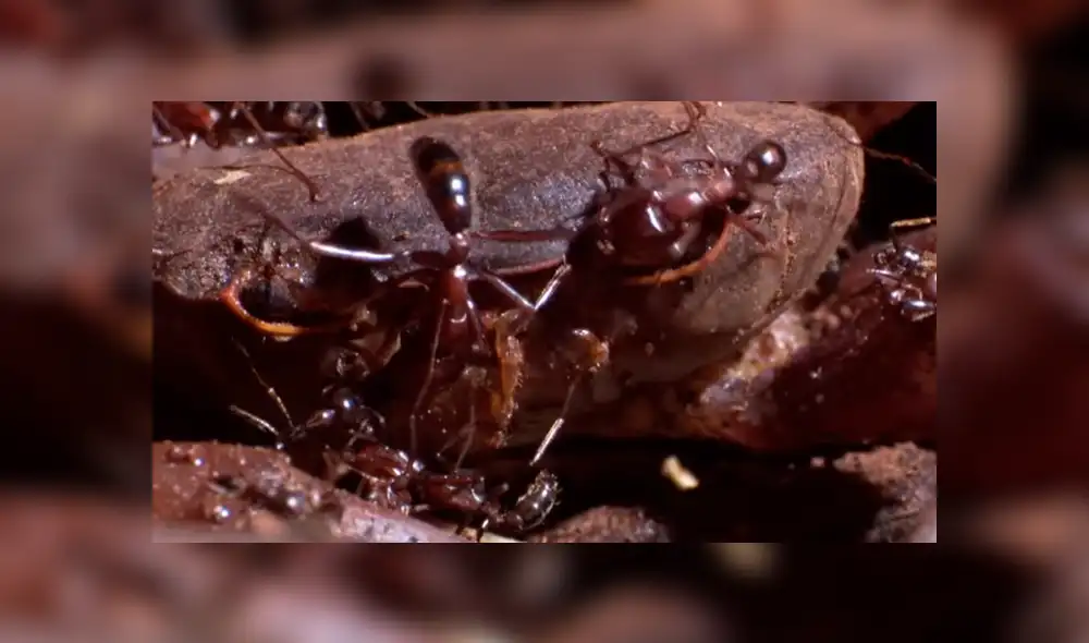 YouTube viral: hormigas carnívoras 'asesinaron' a cangrejo que salió del mar [VIDEO]