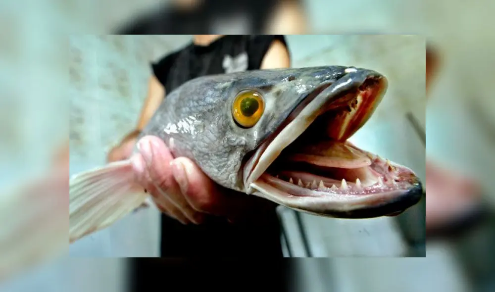 Es la primera vez que se halla al pez cabeza de serpiente en Georgia (EE. UU.). Foto del pez: AP. Es la primera vez que se halla al pez cabeza de serpiente en Georgia (EE. UU.). Foto del pez: AP.