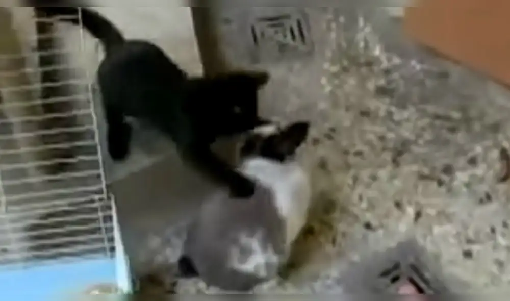 YouTube: gato no dejaba de molestar a conejo y este se vengó de la peor forma YouTube: gato no dejaba de molestar a conejo y este se vengó de la peor forma