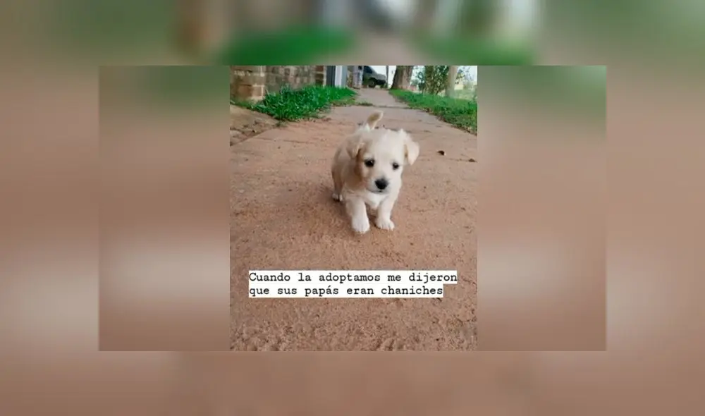 Desliza las imágenes para descubrir lo que pasó con esta presunta french poodle que resultó ser de otra raza. Foto: Agustina Chavez Gomez/Tiktok