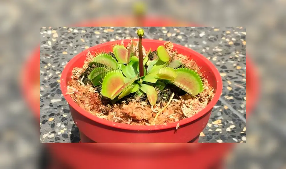 Las plantas carnívoras Bokitas libran los hogares de moscas.